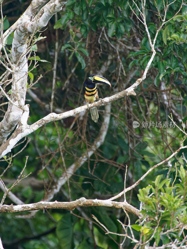 Many-banded Aracari